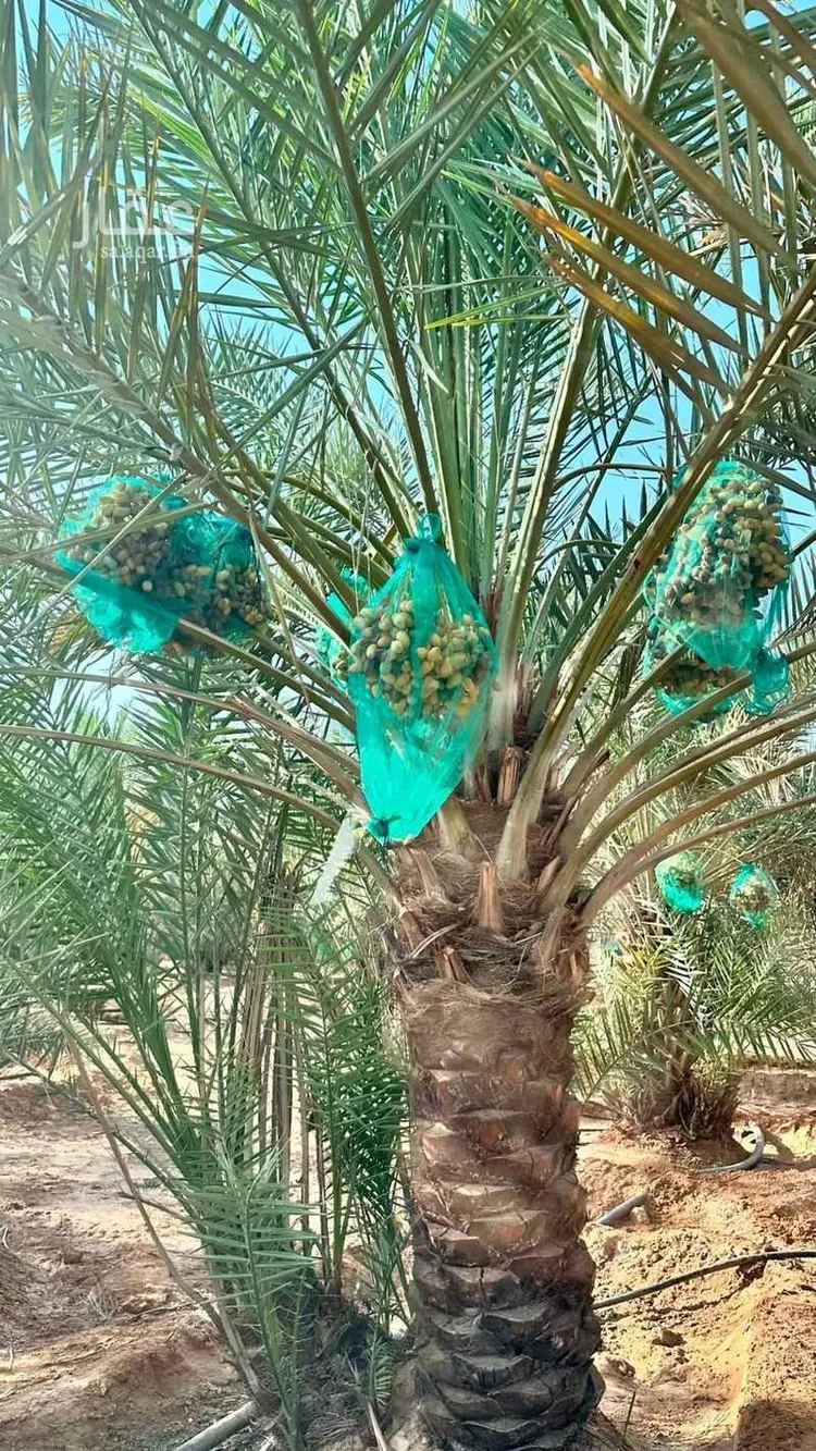 مزرعة للبيع في شارع قريه ديراب 196, حي قريه ديراب, مدينة قريه ديراب, منطقة الرياض صورة 4