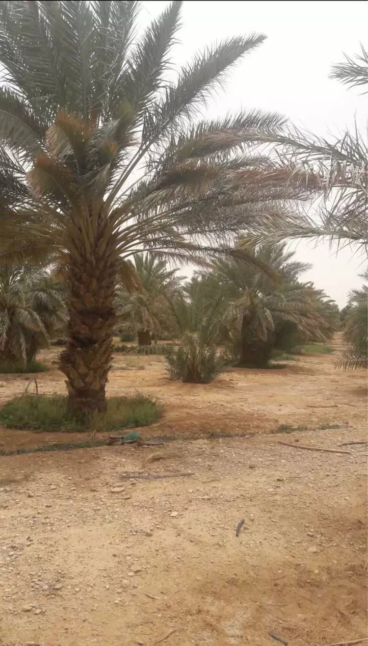 مزرعة للبيع في حي مزارع العبله, مدينة مزارع العبله, منطقة الرياض