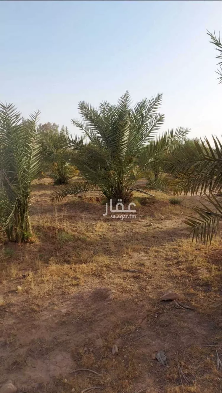 مزرعة للبيع في حي مزارع العبله, مدينة مزارع العبله, منطقة الرياض صورة 3