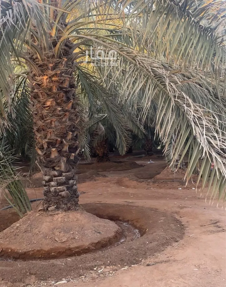 مزرعة للبيع في شارع ابن السبكي, حي تبراك, مدينة الجله, منطقة الرياض صورة 2