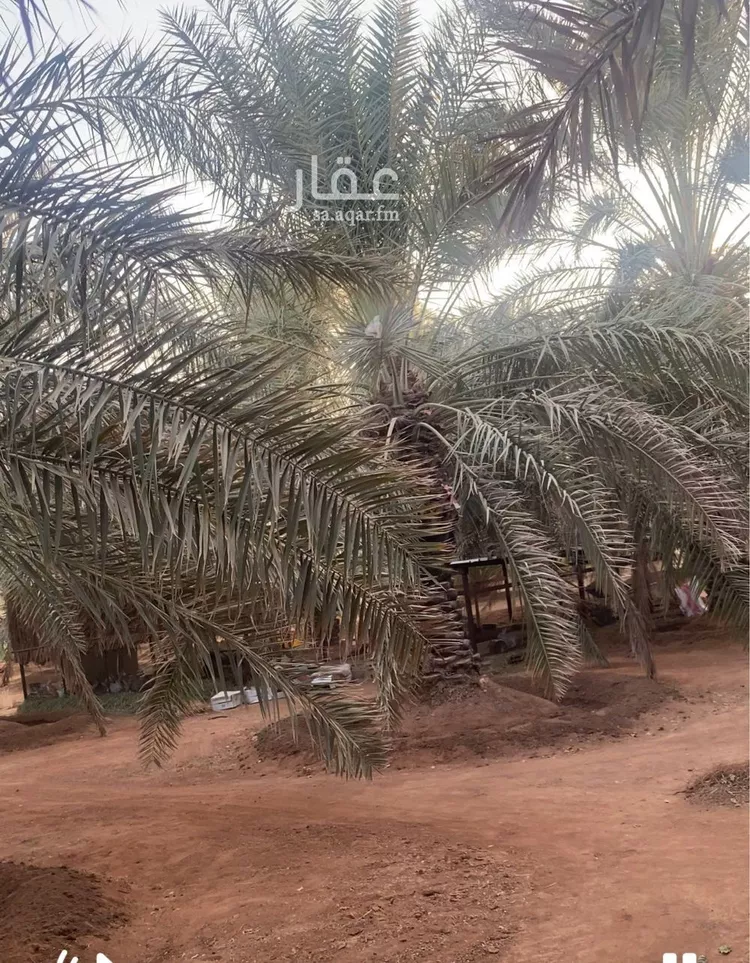 مزرعة للبيع في شارع ابن السبكي, حي تبراك, مدينة الجله, منطقة الرياض صورة 3