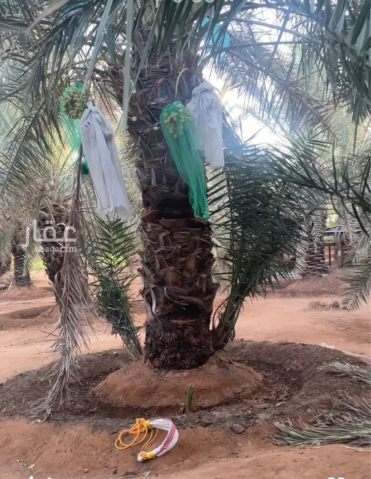 مزرعة للبيع في شارع ابن السبكي, حي تبراك, مدينة الجله, منطقة الرياض