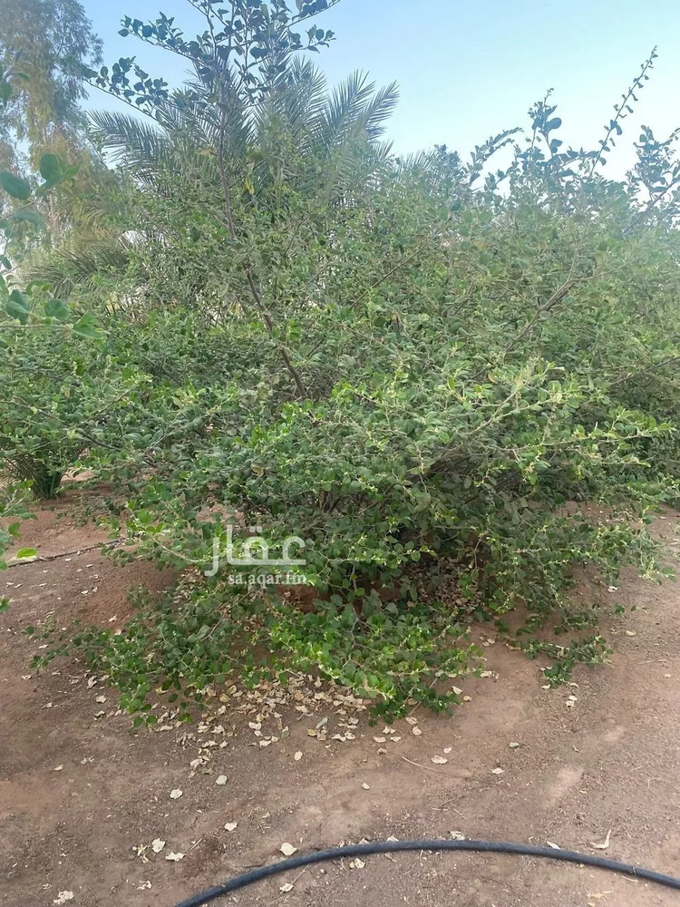 مزرعة للبيع في شارع ابن السبكي, حي تبراك, مدينة الجله, منطقة الرياض