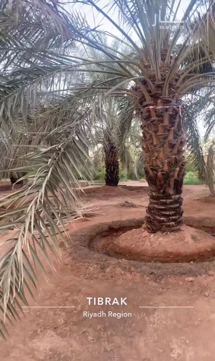 مزرعة للبيع في شارع ابن السبكي, حي تبراك, مدينة الجله, منطقة الرياض صورة 5