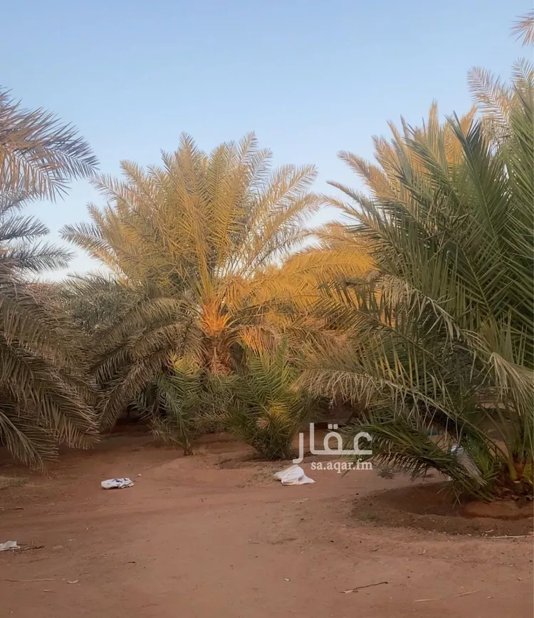 مزرعة للبيع في شارع ابن السبكي, حي تبراك, مدينة الجله, منطقة الرياض صورة 4