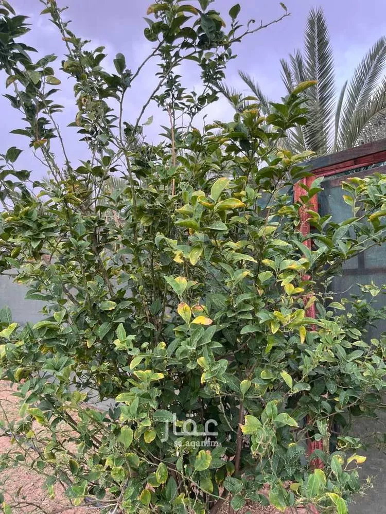 مزرعة للبيع في شارع عمار بن ياسر, حي النايفية, مدينة حفر الباطن, المنطقة الشرقية صورة 5