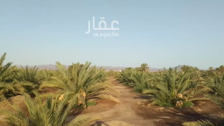 مزرعة للبيع في شارع ضواحي 313, حي المليليح, مدينة المدينه المنوره, منطقة المدينة المنورة صورة 2
