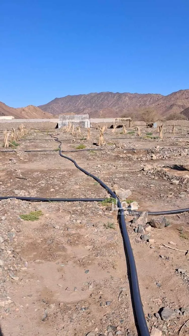 مزرعة للبيع في حي المليليح, مدينة المدينة المنورة, منطقة المدينة المنورة صورة 4