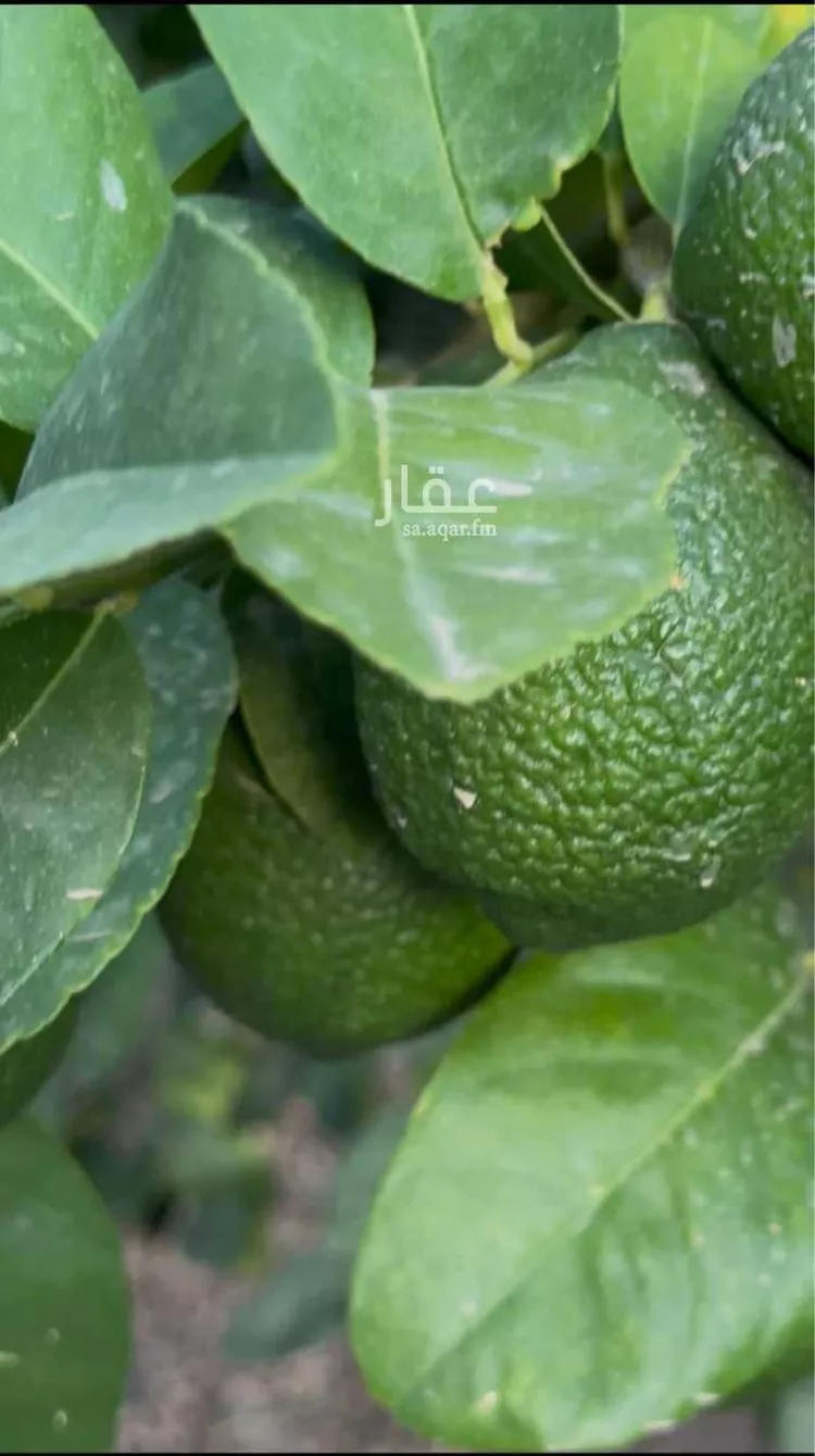 أرض للبيع في شارع جرد 6, مدينة جرد, منطقة الباحة 11