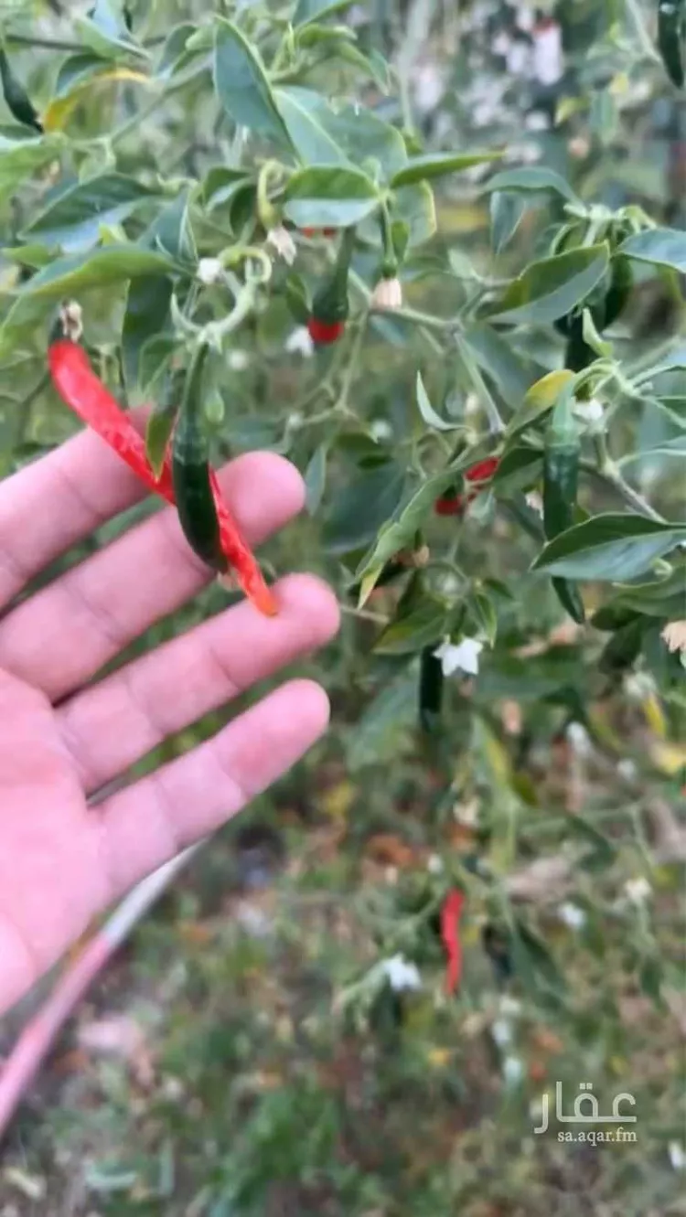 أرض للبيع في شارع جرد 6, مدينة جرد, منطقة الباحة 15