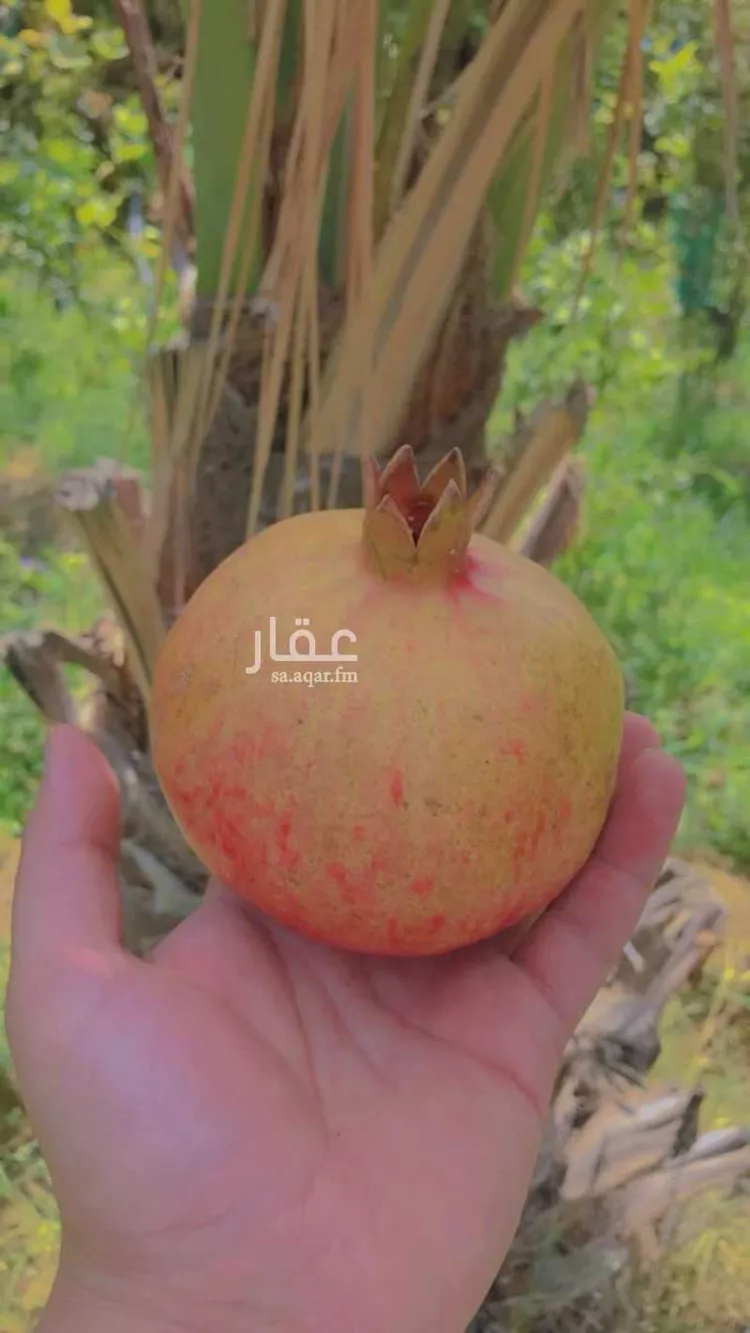 أرض للبيع في شارع جرد 6, مدينة جرد, منطقة الباحة 17