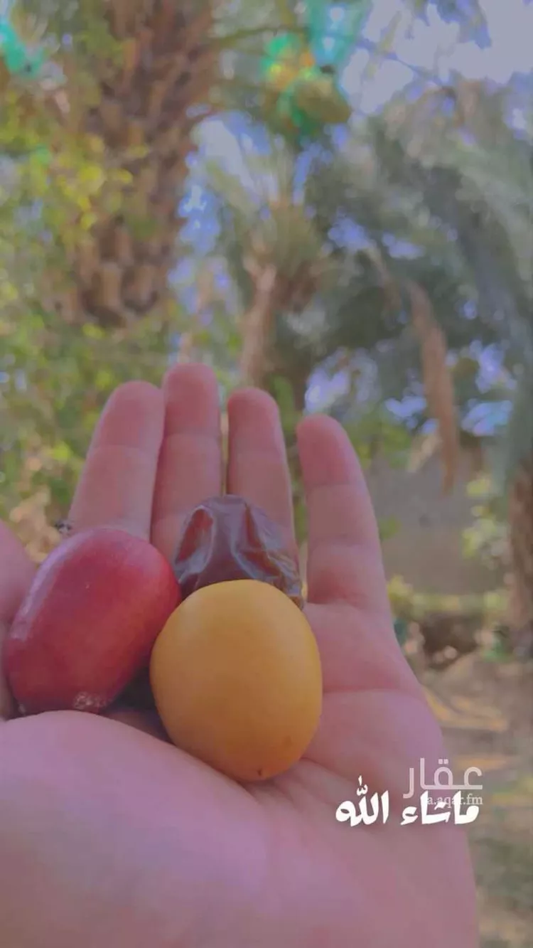 أرض للبيع في شارع جرد 6, مدينة جرد, منطقة الباحة 16