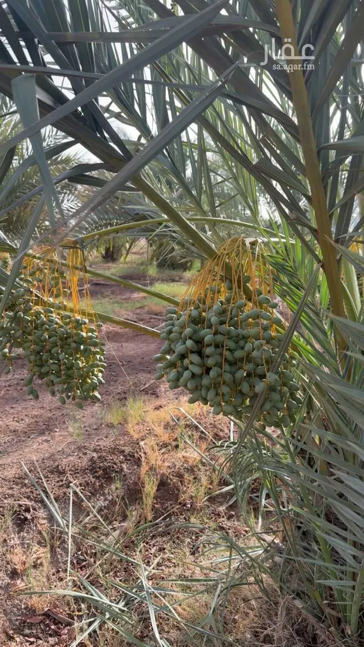 Farm for Sale in Mahd adh Dhahab Mahd Al Thahab