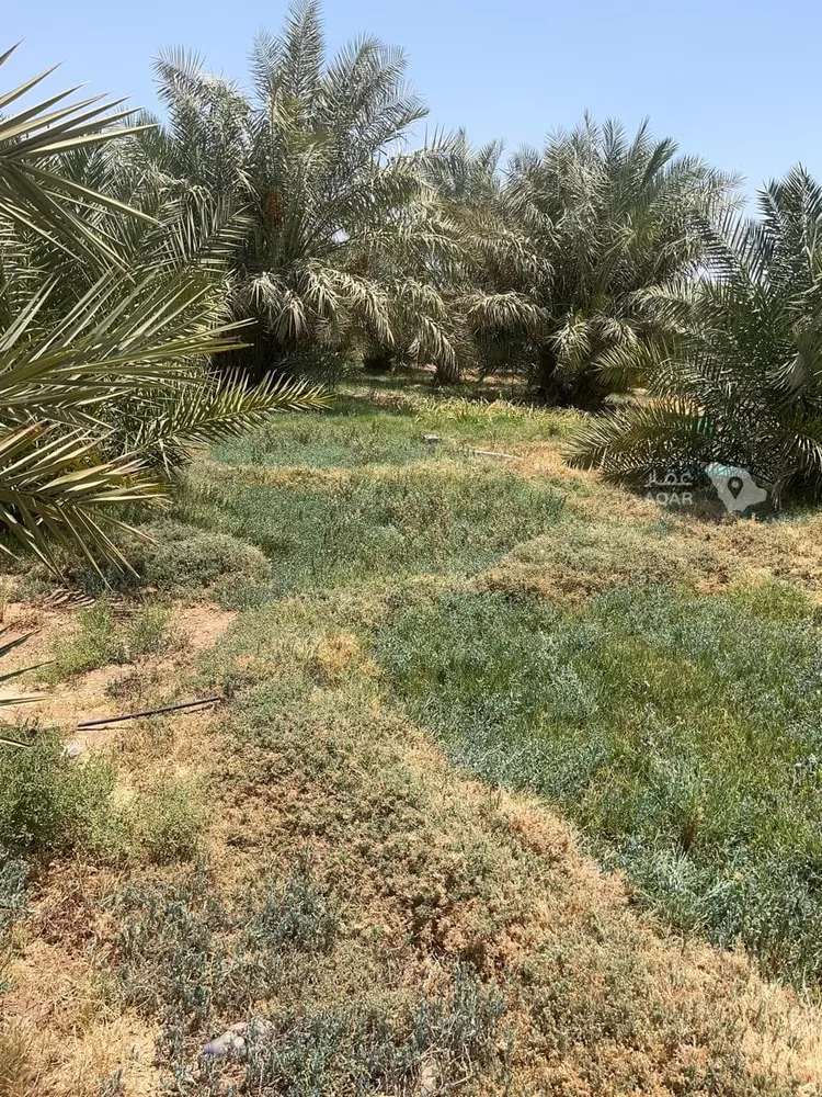 مزرعة للبيع في شارع المليليح 102, حي المليليح, مدينة المدينة المنورة, منطقة المدينة المنورة 6