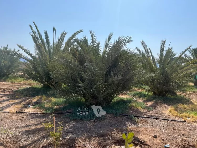 مزرعة للبيع في شارع المليليح 102, حي المليليح, مدينة المدينة المنورة, منطقة المدينة المنورة 20