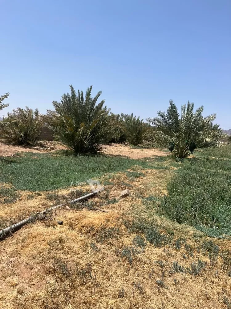 Farm for Sale in Medina Al Balqaa
