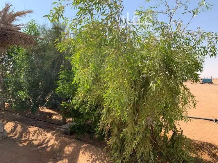 مزرعة للبيع في شارع علي بن ابي طالب, حي النزهة, مدينة قبة, منطقة القصيم صورة 3