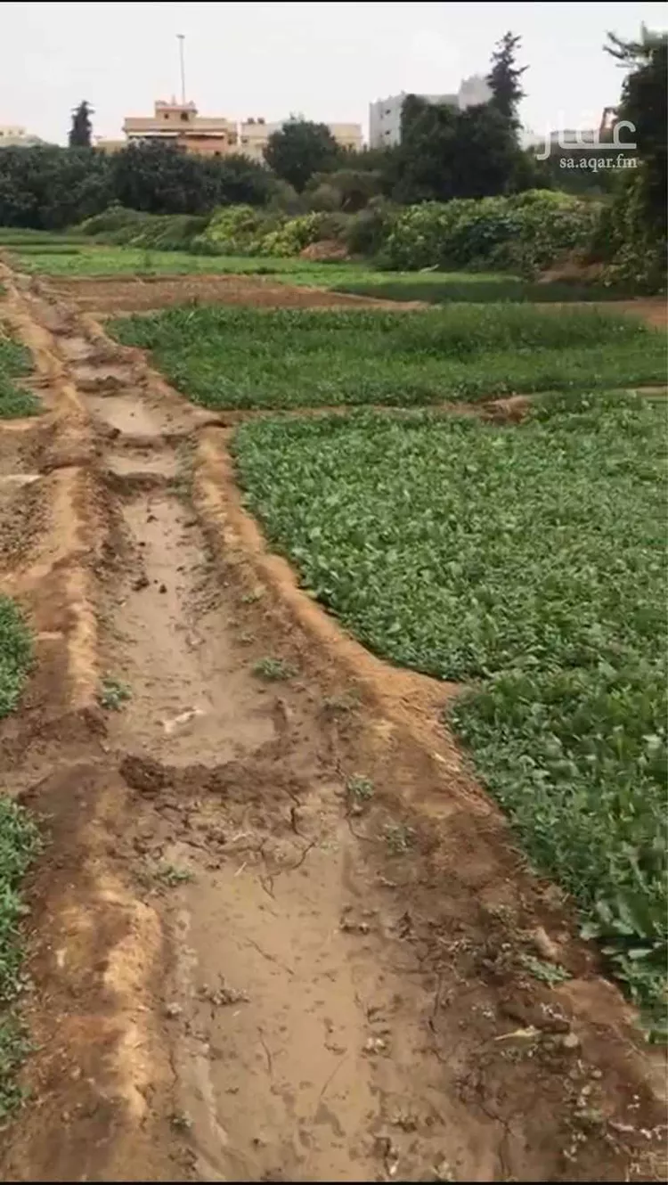 أرض للبيع في شارع ممر العمق, حي الربوة, مدينة أبها, منطقة عسير صورة 3