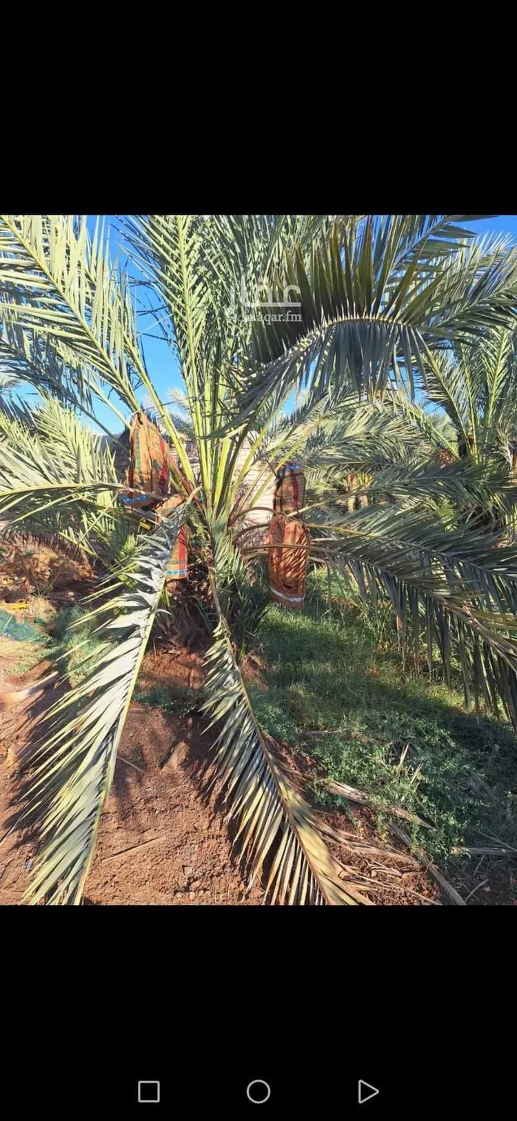 مزرعة للبيع في شارع المليلح, حي المليليح, مدينة المدينه المنوره, منطقة المدينة المنورة صورة 5