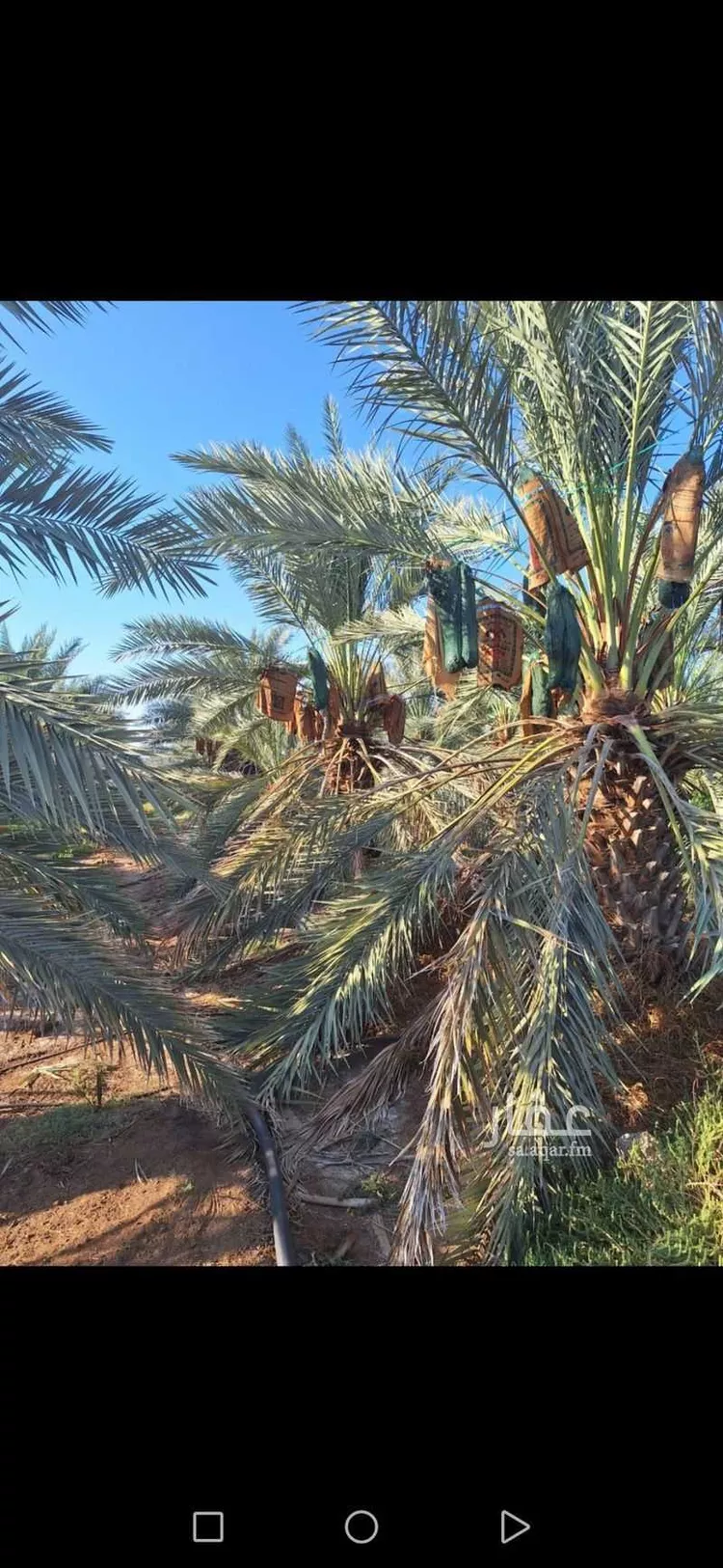 مزرعة للبيع في شارع المليلح, حي المليليح, مدينة المدينه المنوره, منطقة المدينة المنورة صورة 4