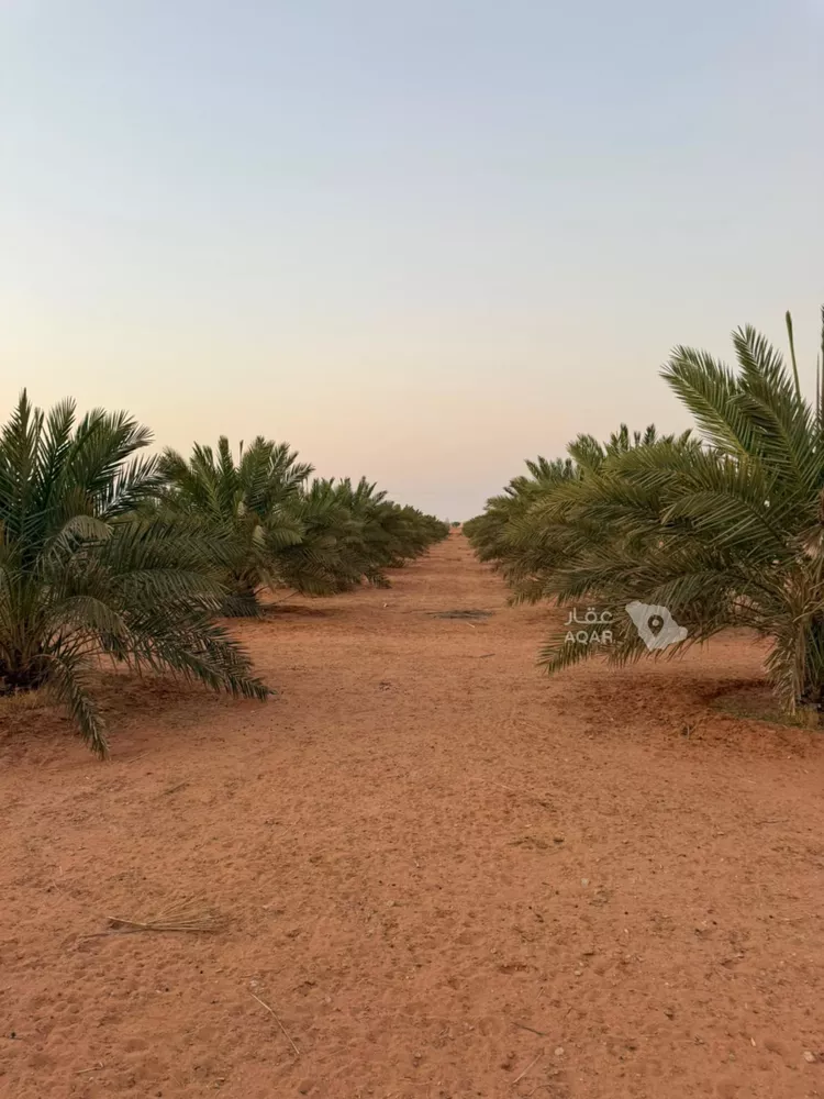مزرعة للإيجار في شارع ترابي, حي الودينيه ومزارعها, مدينة الودينيه ومزارعها, منطقة الرياض