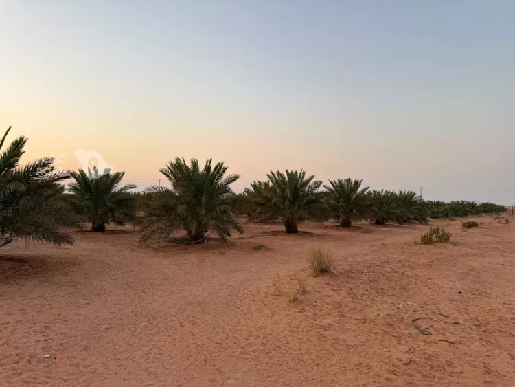 مزرعة للإيجار في شارع ترابي, حي الودينيه ومزارعها, مدينة الودينيه ومزارعها, منطقة الرياض صورة 2