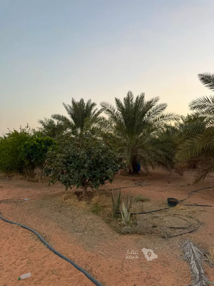 مزرعة للإيجار في شارع ترابي, حي الودينيه ومزارعها, مدينة الودينيه ومزارعها, منطقة الرياض صورة 5