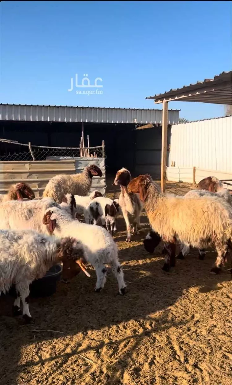 مزرعة للبيع في حي شارع, مدينة بقيق, المنطقة الشرقية 11