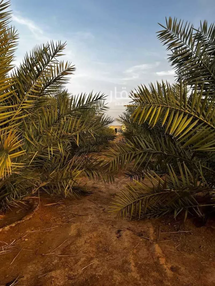 مزرعة للبيع في حي الجديده, مدينة المزاحمية - الجديده, منطقة الرياض صورة 4