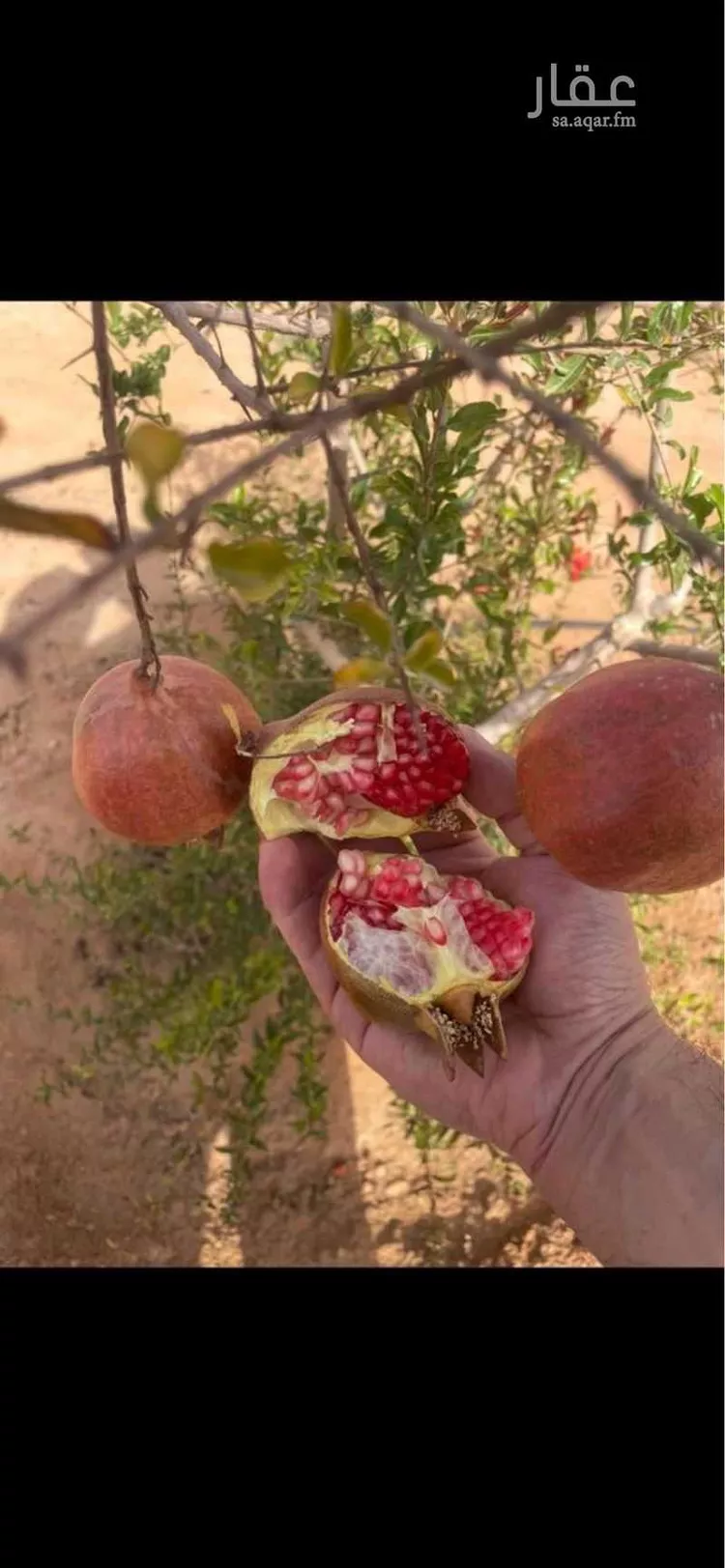 مزرعة للبيع في حي الجديده, مدينة المزاحمية - الجديده, منطقة الرياض صورة 4
