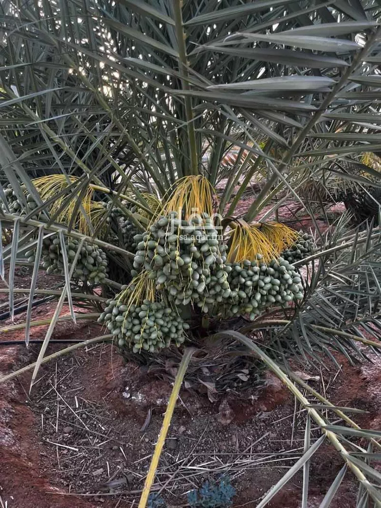 مزرعة للبيع في حي الجديده, مدينة المزاحمية - الجديده, منطقة الرياض صورة 5