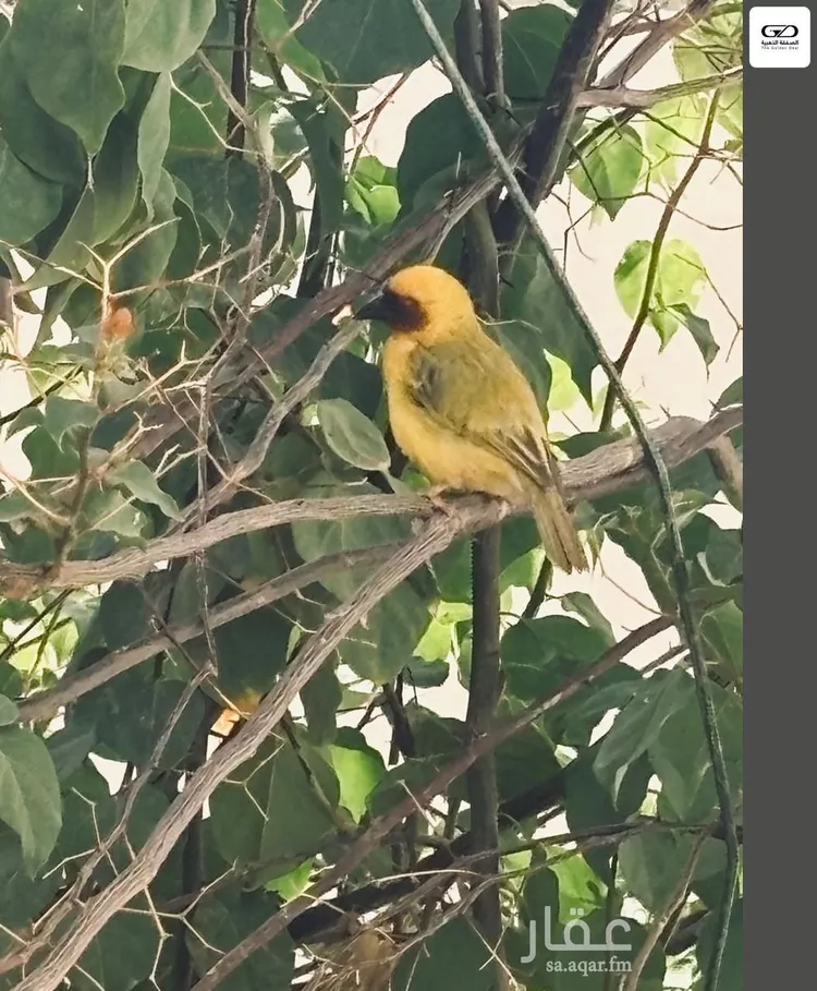 فيلا للإيجار في شارع العديه, حي الأصالة, مدينة جدة, منطقة مكة المكرمة صورة 4