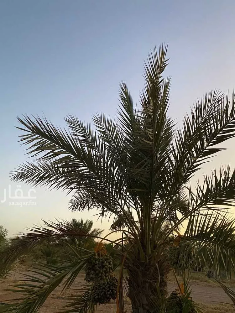 مزرعة للبيع في شارع قصرابن عقيل 338 , حي مزارع قصر ابن عقيل, مدينة مزارع قصر ابن عقيل, منطقة القصيم صورة 3