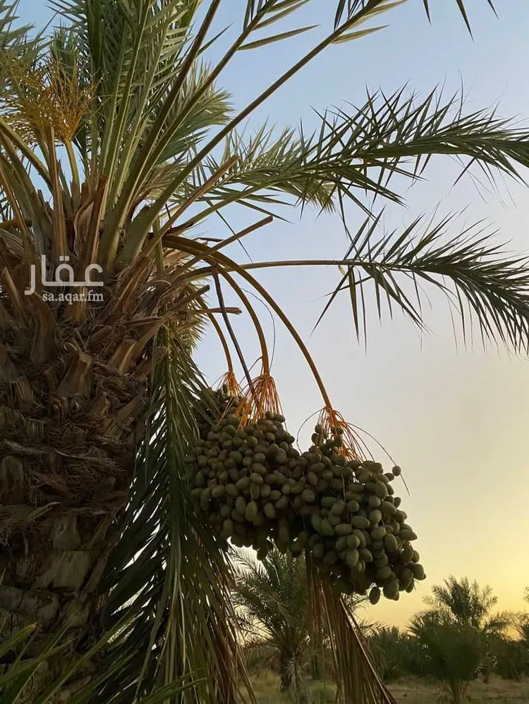 مزرعة للبيع في شارع قصرابن عقيل 338 , حي مزارع قصر ابن عقيل, مدينة مزارع قصر ابن عقيل, منطقة القصيم صورة 5