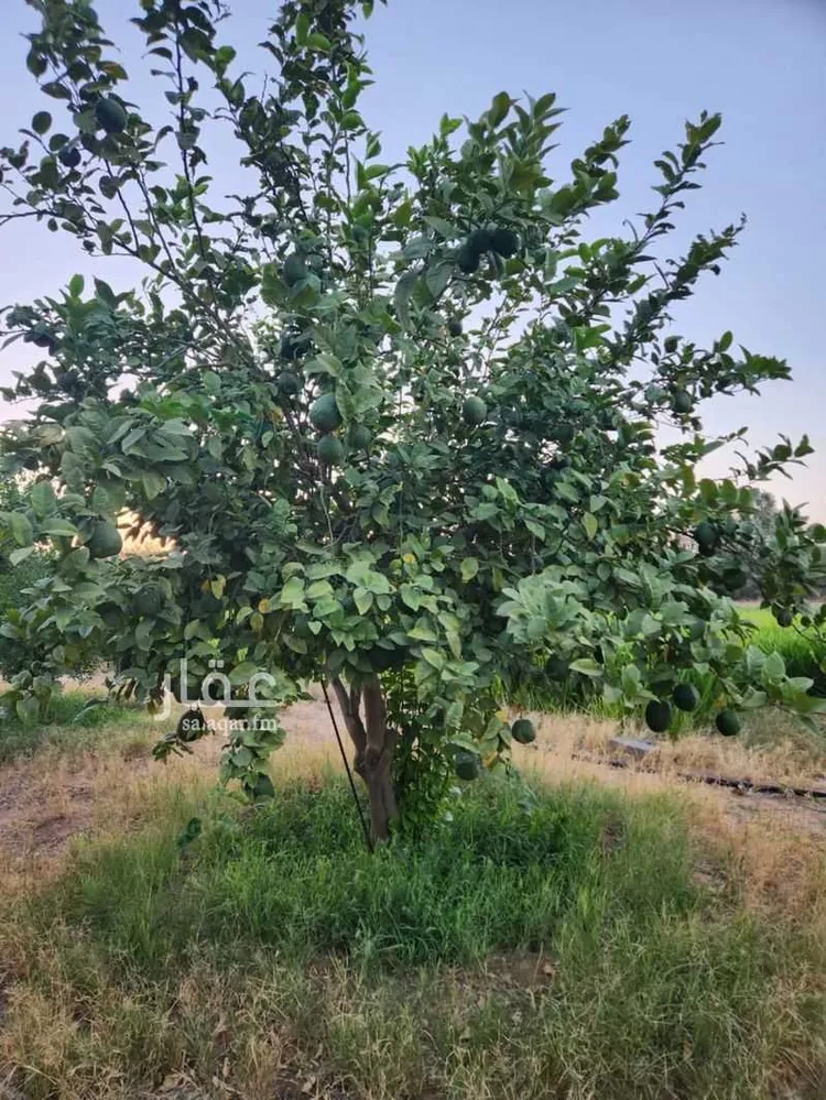 مزرعة للبيع في حي النخيل, مدينة ثادق, منطقة الرياض 21
