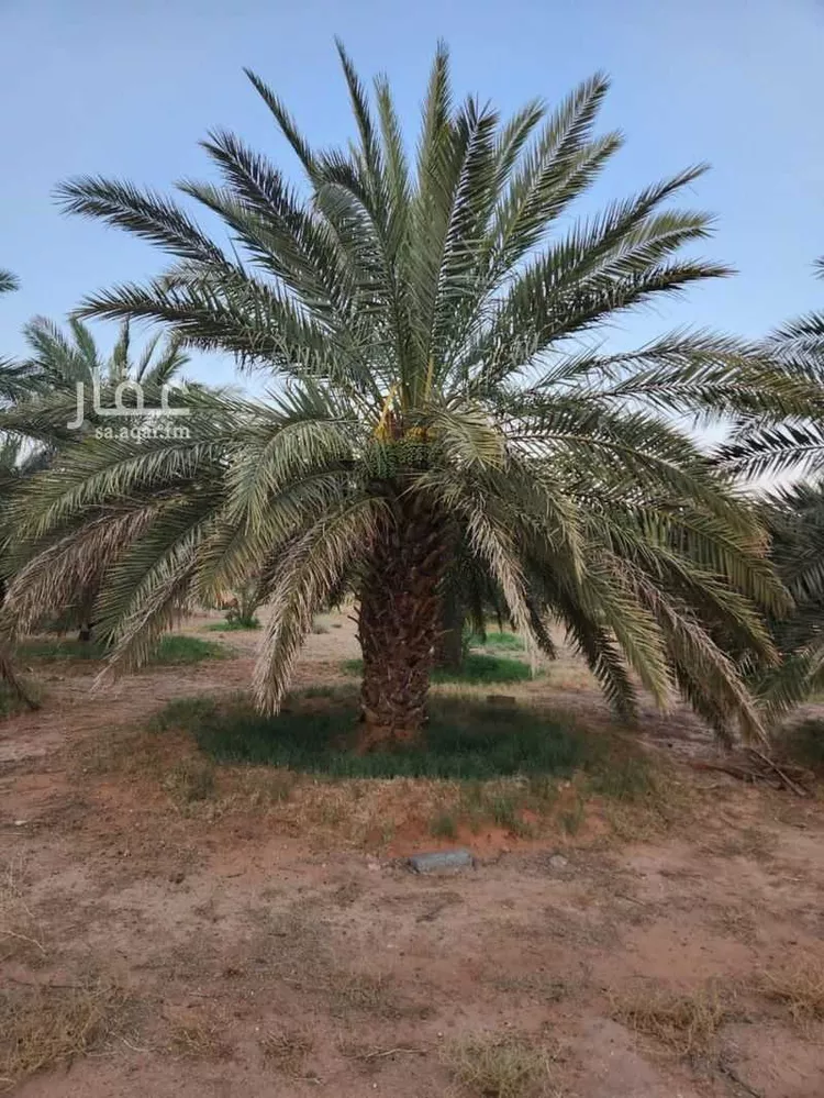 مزرعة للبيع في حي النخيل, مدينة ثادق, منطقة الرياض 27