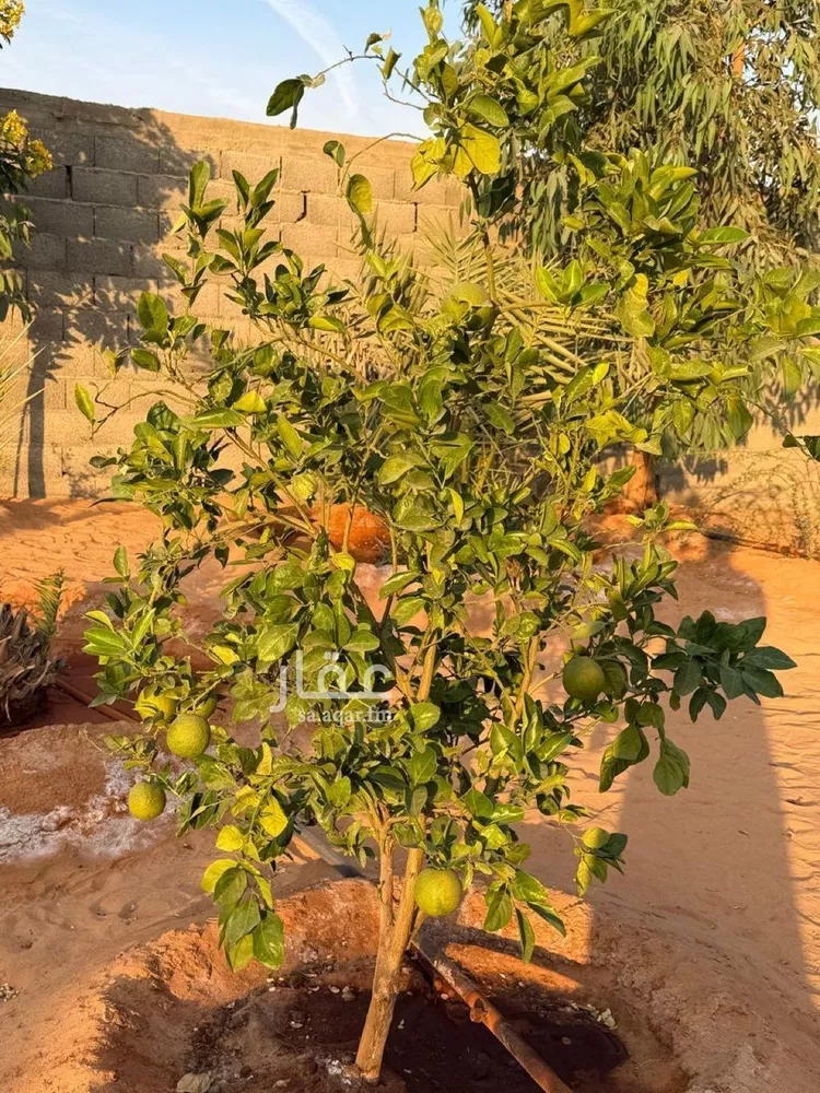 استراحة للبيع في حي تبراك, مدينة الجلة, منطقة الرياض صورة 5