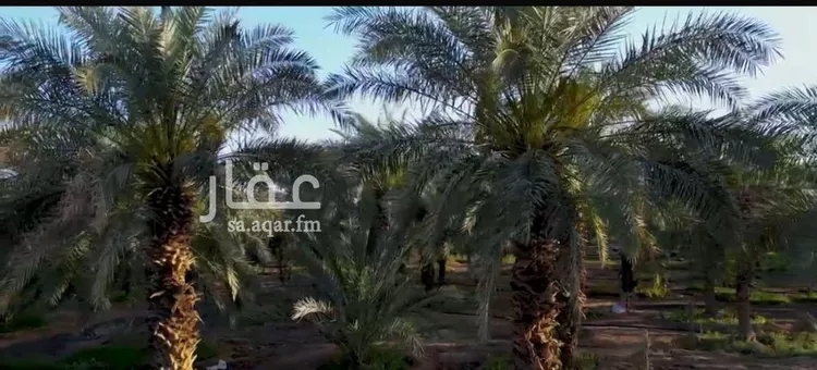 مزرعة للبيع في شارع الشرائع, حي الشرائع, مدينة المدينة المنورة, منطقة المدينة المنورة 8
