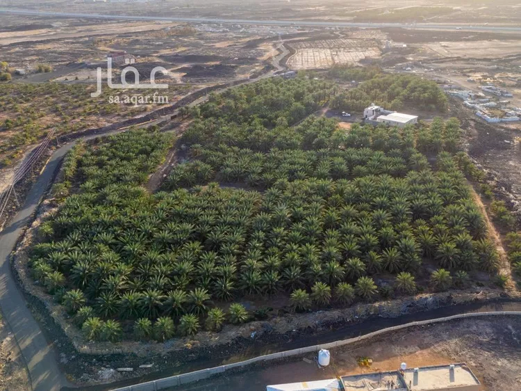 مزرعة للبيع في شارع الشرائع, حي الشرائع, مدينة المدينة المنورة, منطقة المدينة المنورة صورة 4