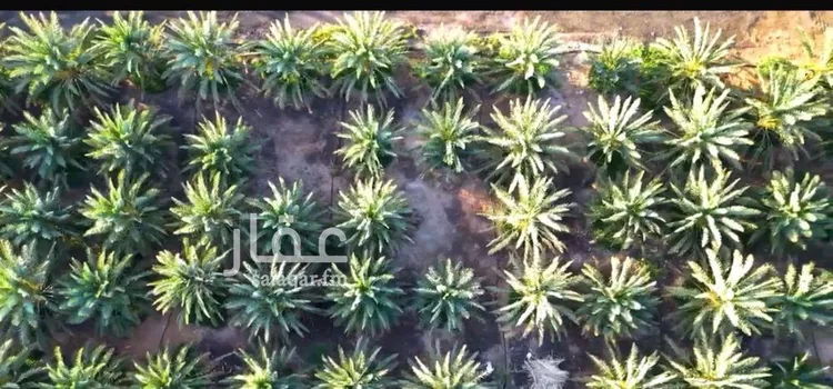 مزرعة للبيع في شارع الشرائع, حي الشرائع, مدينة المدينة المنورة, منطقة المدينة المنورة صورة 5