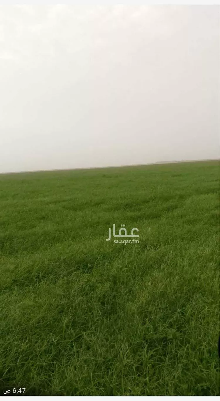 مزرعة للبيع في شارع شارع حرض, حي مزرعة الصافي, مدينة مزرعة الصافي, المنطقة الشرقية