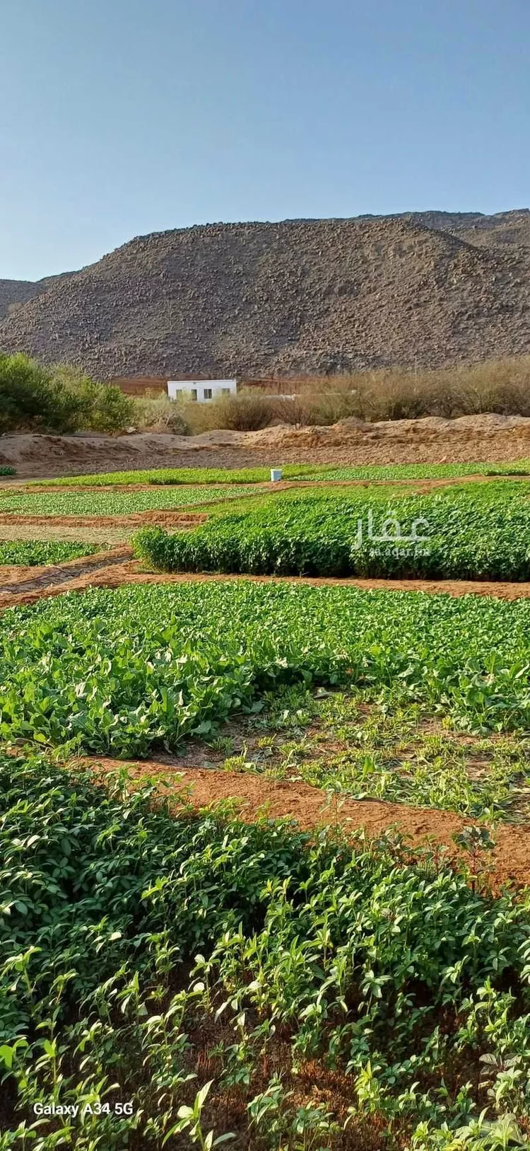مزرعة للبيع في شارع آمنة بنت سعد بن وهب ، عسفان ، الجموم صورة 2