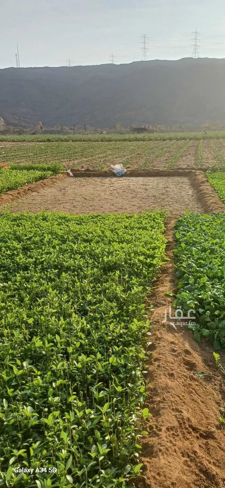 مزرعة للبيع في شارع آمنة بنت سعد بن وهب ، عسفان ، الجموم صورة 5
