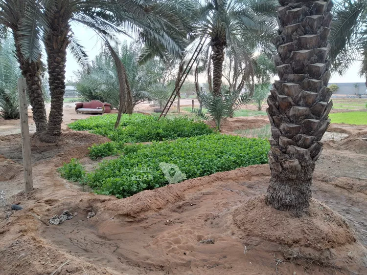 مزرعة للبيع في مدينة البدائع, منطقة الرياض 7
