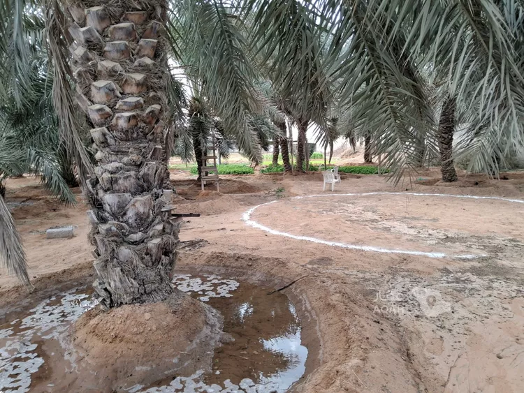 مزرعة للبيع في مدينة البدائع, منطقة الرياض صورة 3
