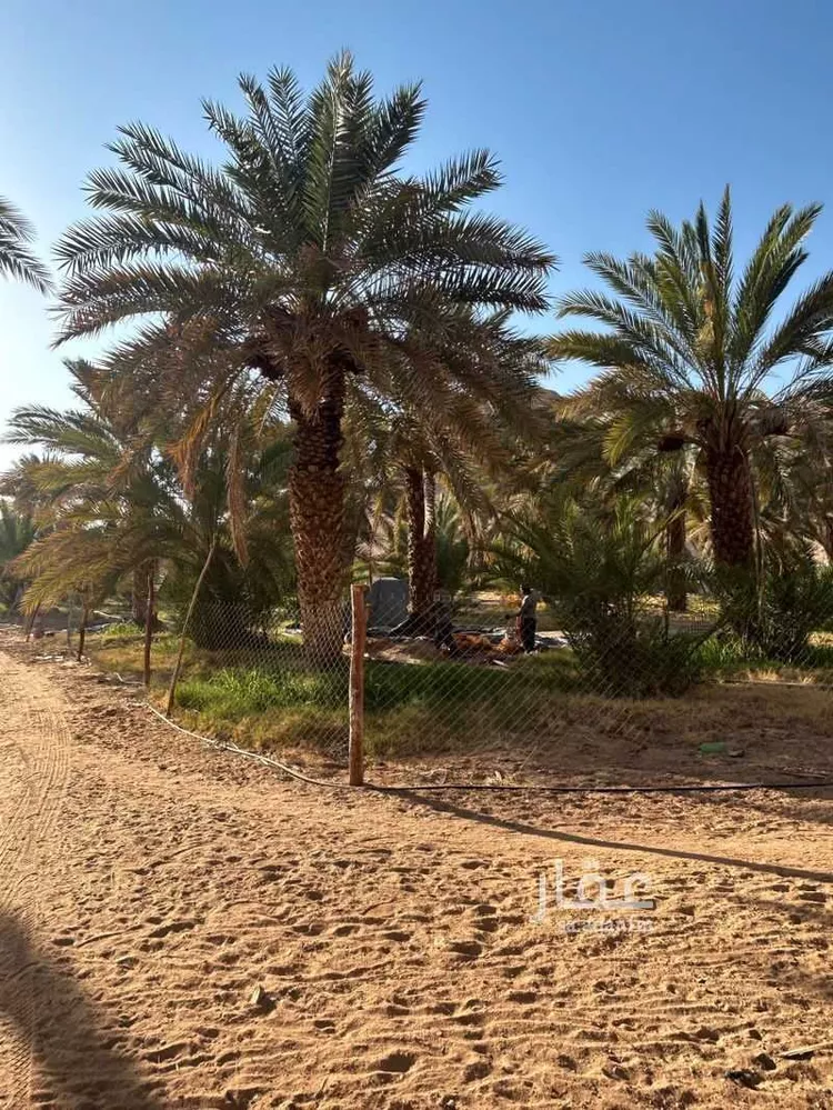 مزرعة للبيع في شارع ابن عثيمين ، حي العطيان ، حوطة بني تميم ، حوطة بني تميم 16
