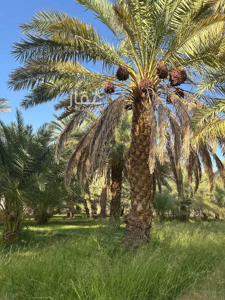 مزرعة للبيع في شارع ابن عثيمين ، حي العطيان ، حوطة بني تميم ، حوطة بني تميم 17