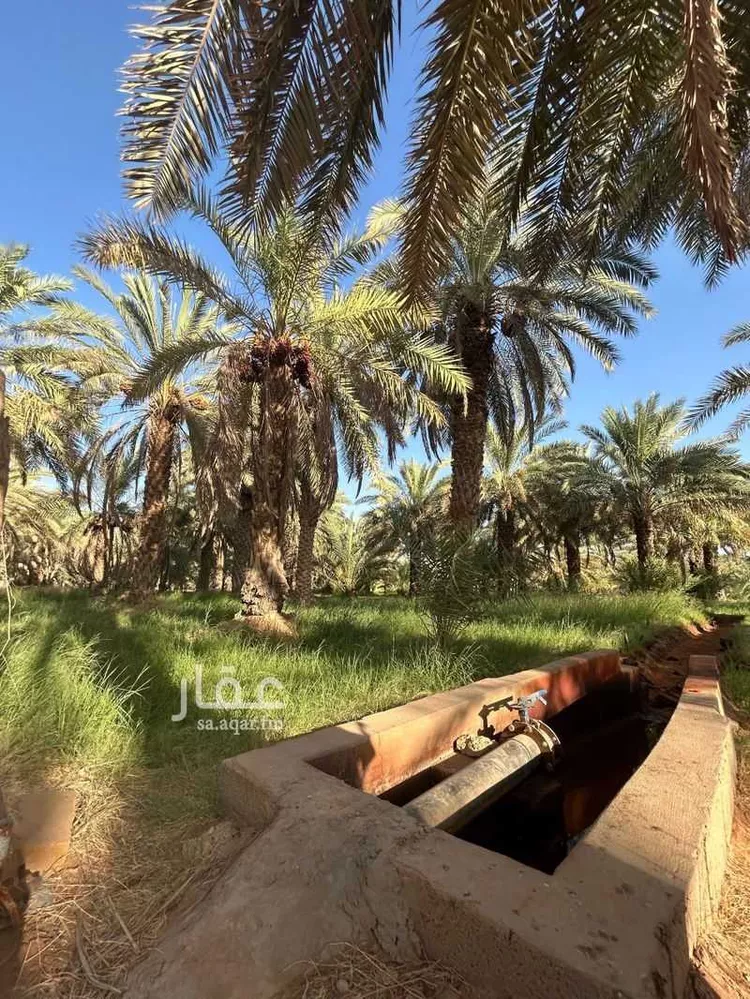مزرعة للبيع في شارع ابن عثيمين ، حي العطيان ، حوطة بني تميم ، حوطة بني تميم 15