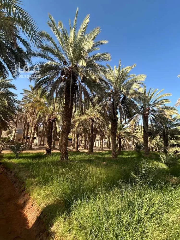مزرعة للبيع في شارع ابن عثيمين ، حي العطيان ، حوطة بني تميم ، حوطة بني تميم 19