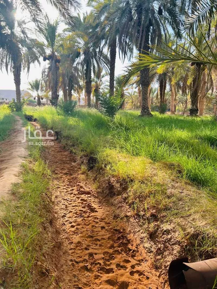 مزرعة للبيع في شارع ابن عثيمين ، حي العطيان ، حوطة بني تميم ، حوطة بني تميم 12